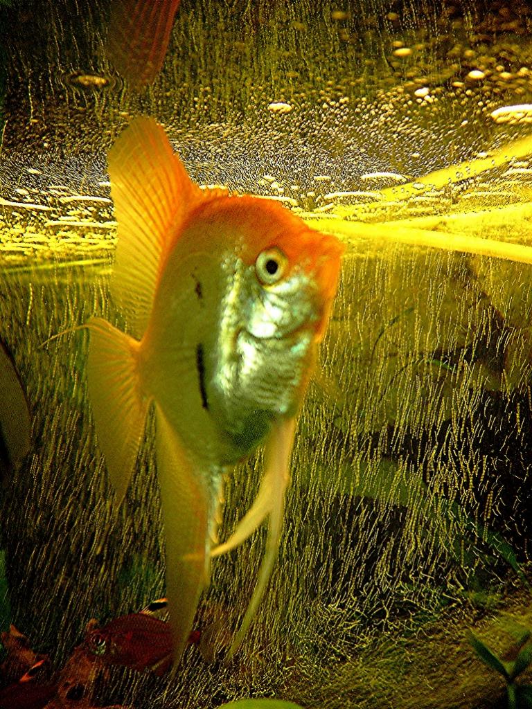 Kein Goldfisch