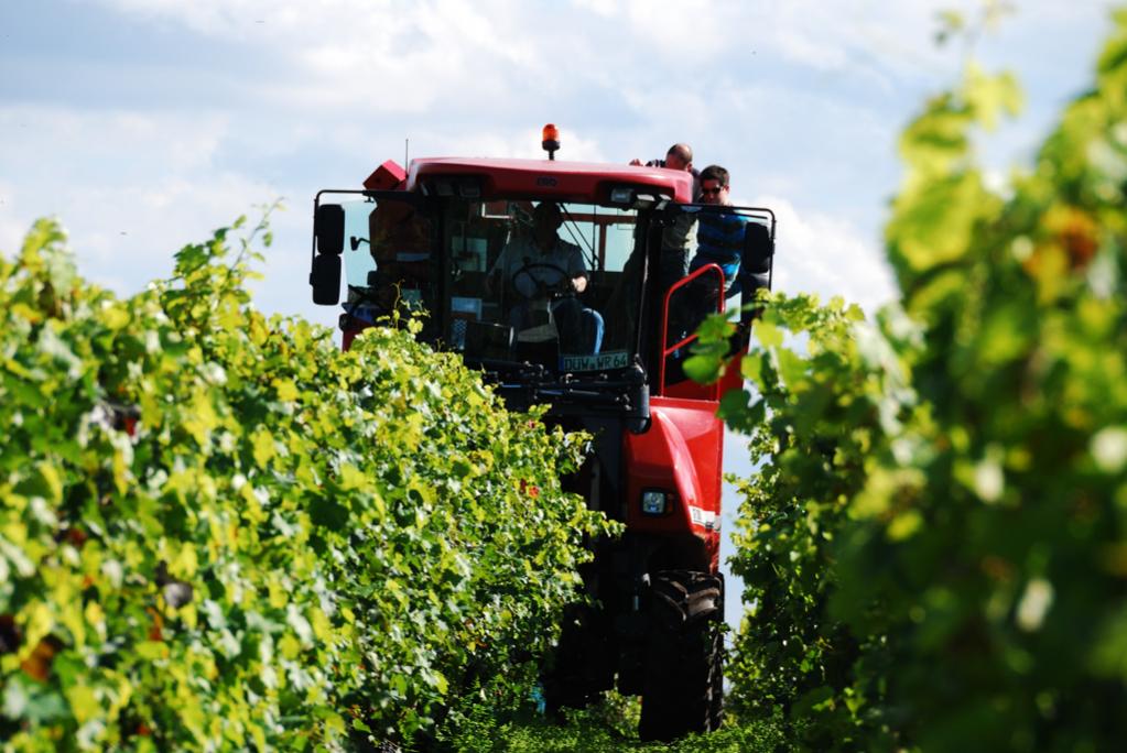 Keine Romantik mehr bei der Weinlese