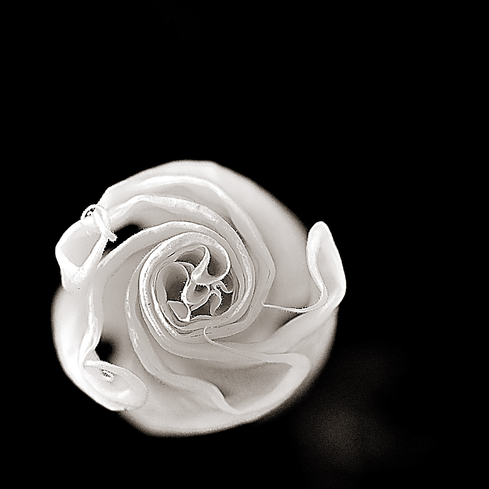 keine rose