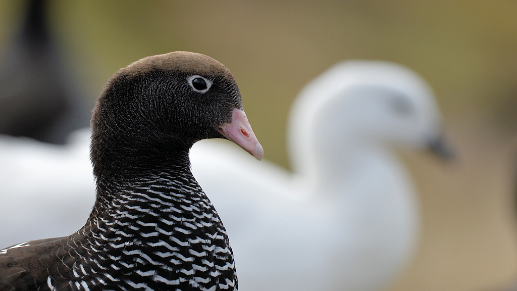 Kelpgans auch Tanggans genannt (Kelp Goose).
Weibchen (Vordergrund), Männchen (Hintergrund)
Carcass Island
9870