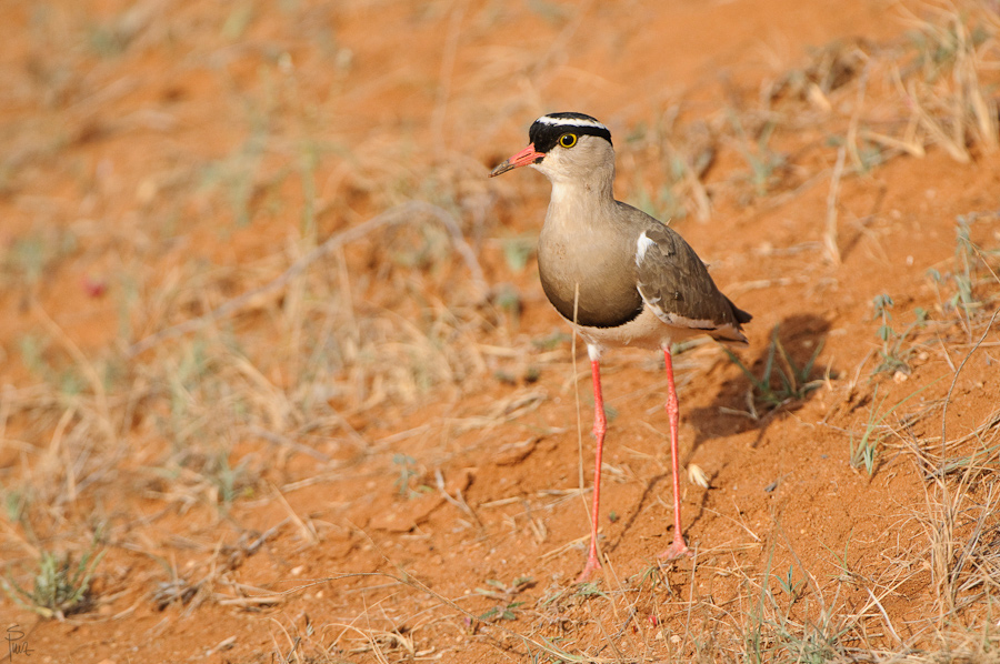 Kenia 2011 SPE 1919 900 NFF