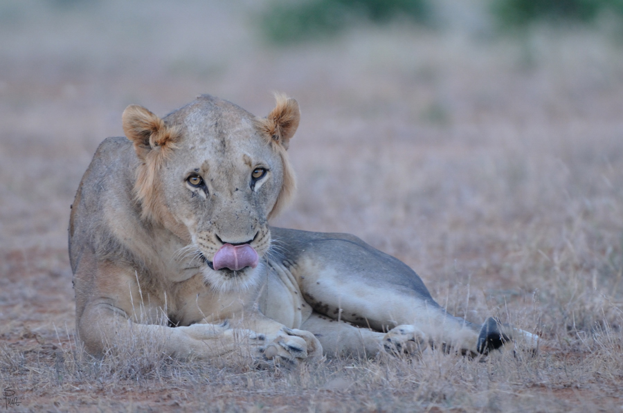 Kenia 2011 SPE 2412 900 NFF