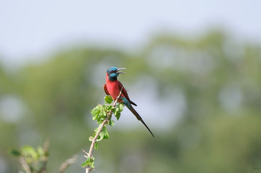 Kenia 2011 SPE