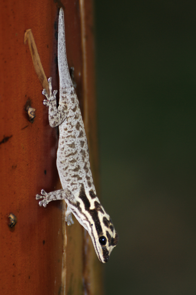 Kenia Mombasa Zwerggecko  (Lygodactylus mombasicus)