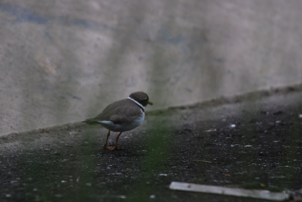 Kennt den wer? Nach den "klick" war er fort, darum nur dieses eine Bildchen...
DSC 8188 web