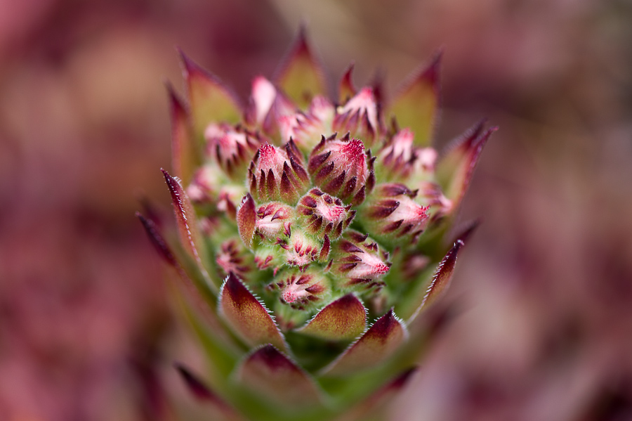 kenzaburo blumen 100