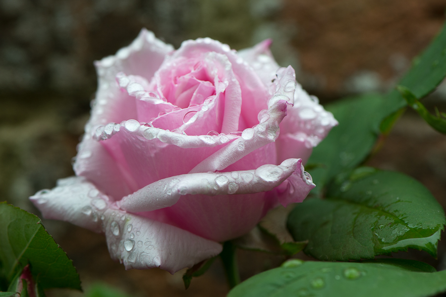 kenzaburo blumen 101
