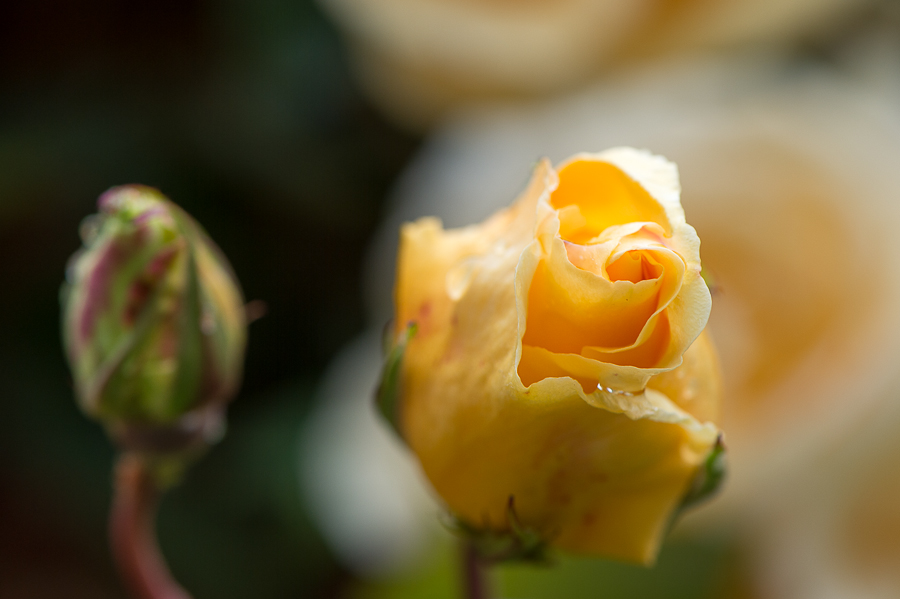 kenzaburo blumen 102