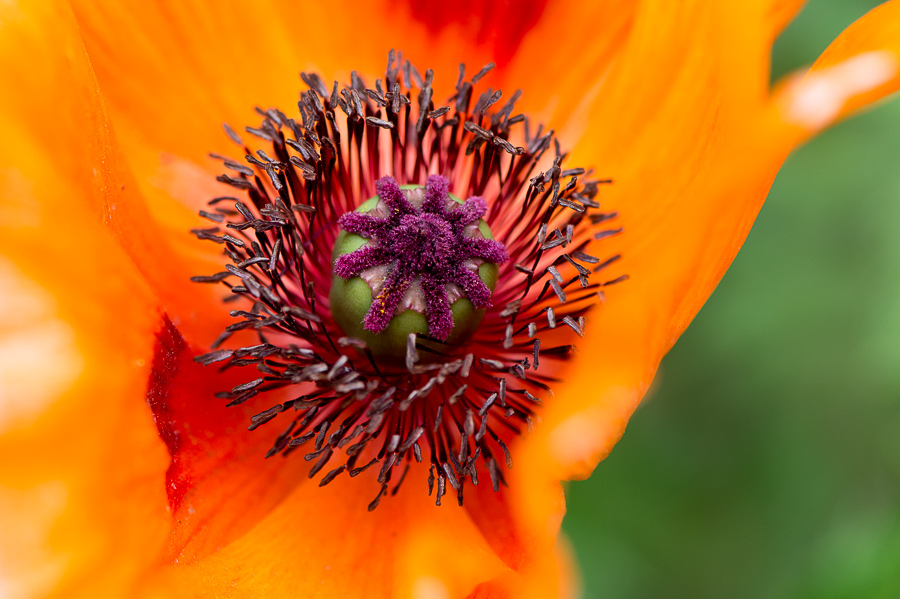 kenzaburo blumen 103
