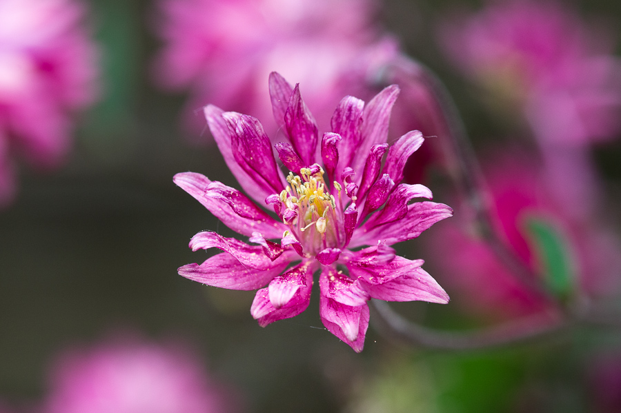 kenzaburo blumen 104