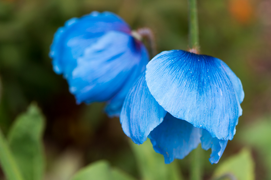 kenzaburo blumen 117