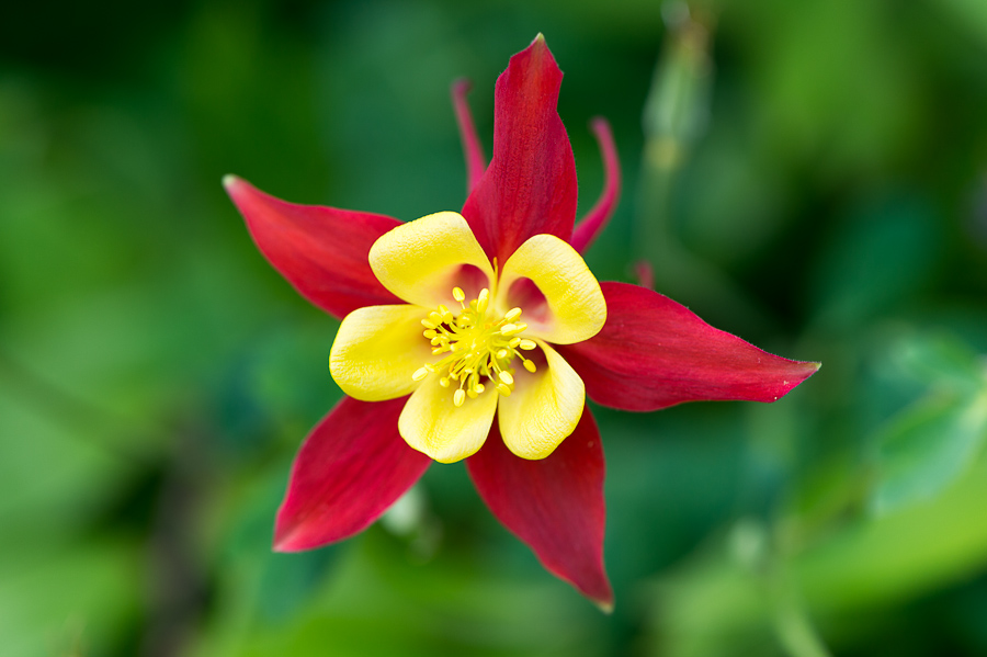 kenzaburo blumen 119