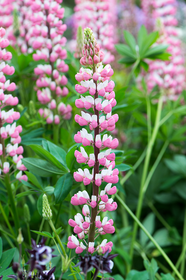 kenzaburo blumen 120