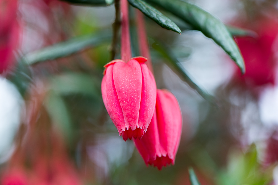 kenzaburo blumen 127