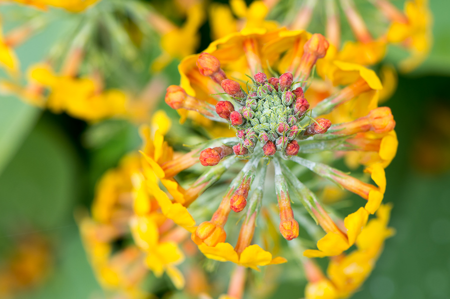 kenzaburo blumen 136