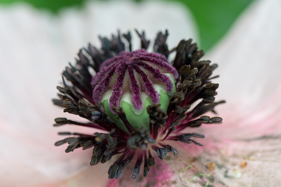 kenzaburo blumen 138