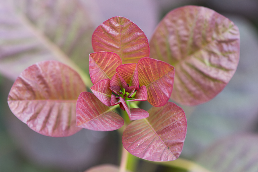 kenzaburo blumen 141