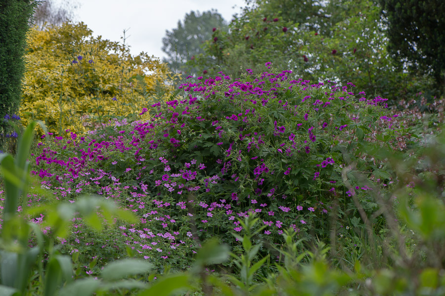 kenzaburo blumen 143