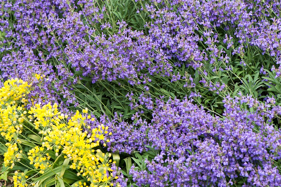 kenzaburo blumen 150