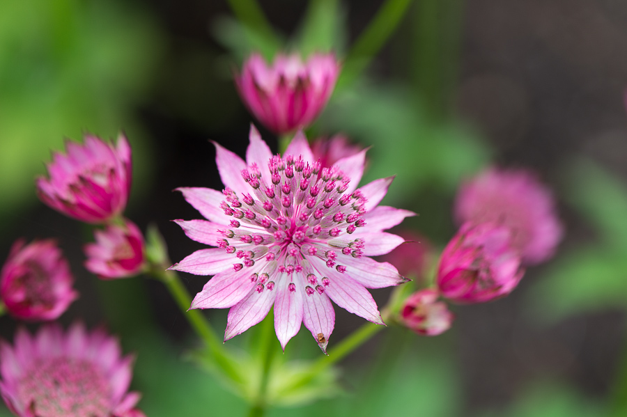 kenzaburo blumen 156