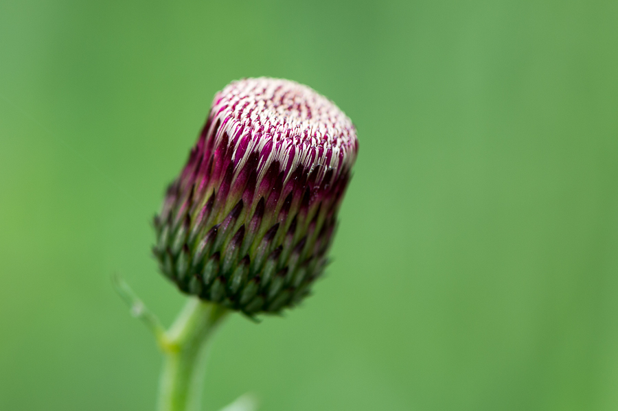 kenzaburo blumen 157