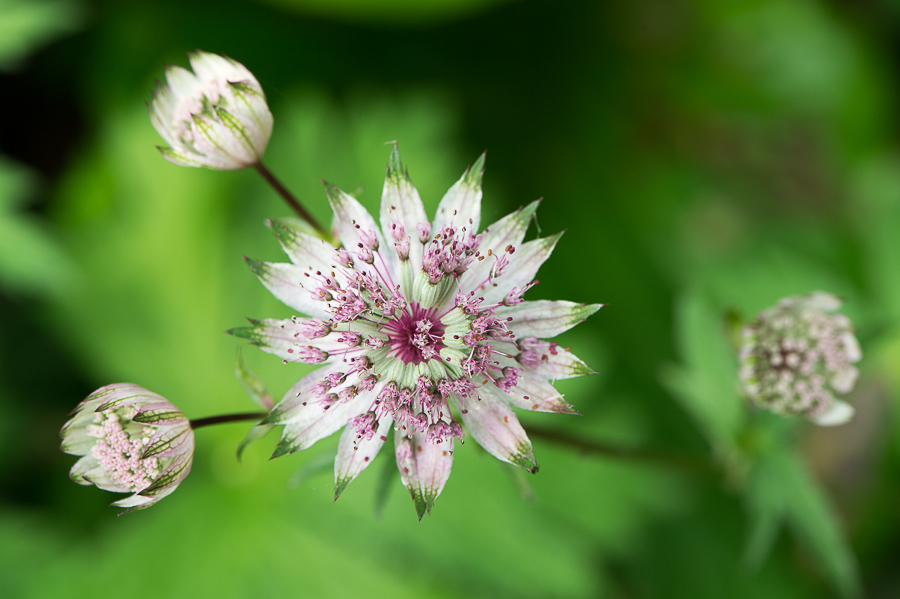 kenzaburo blumen 158