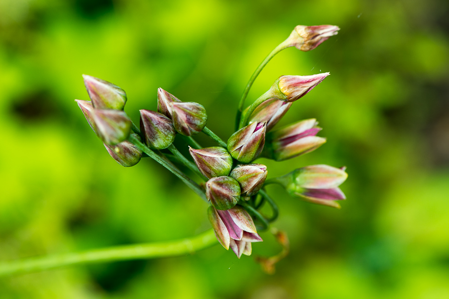 kenzaburo blumen 160