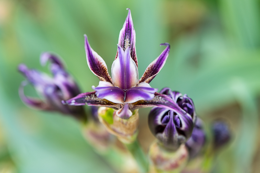 kenzaburo blumen 164