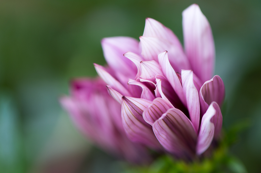 kenzaburo blumen 167
