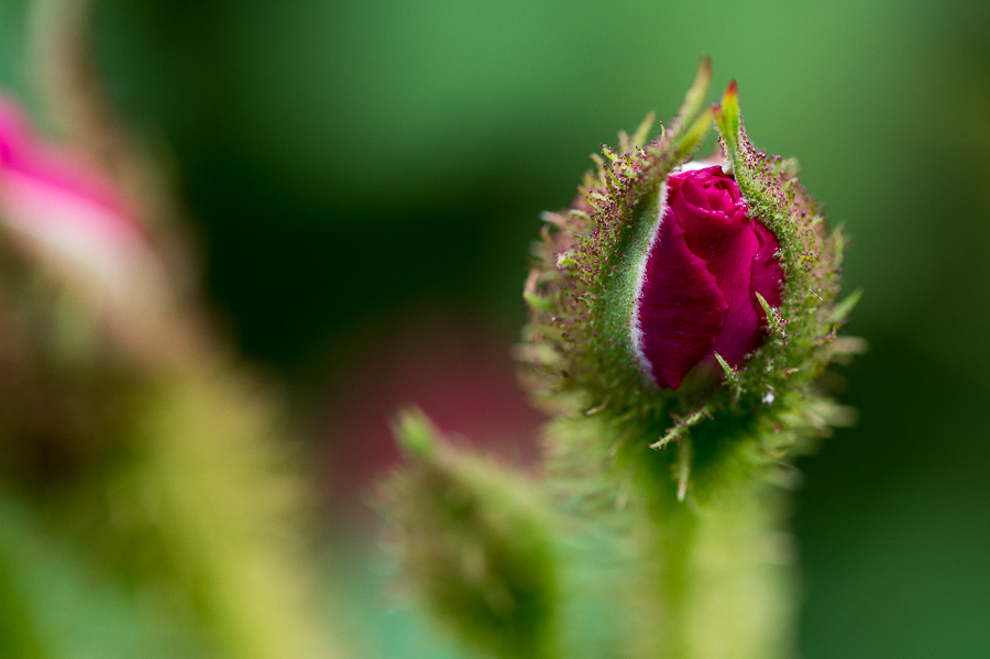 kenzaburo blumen 170