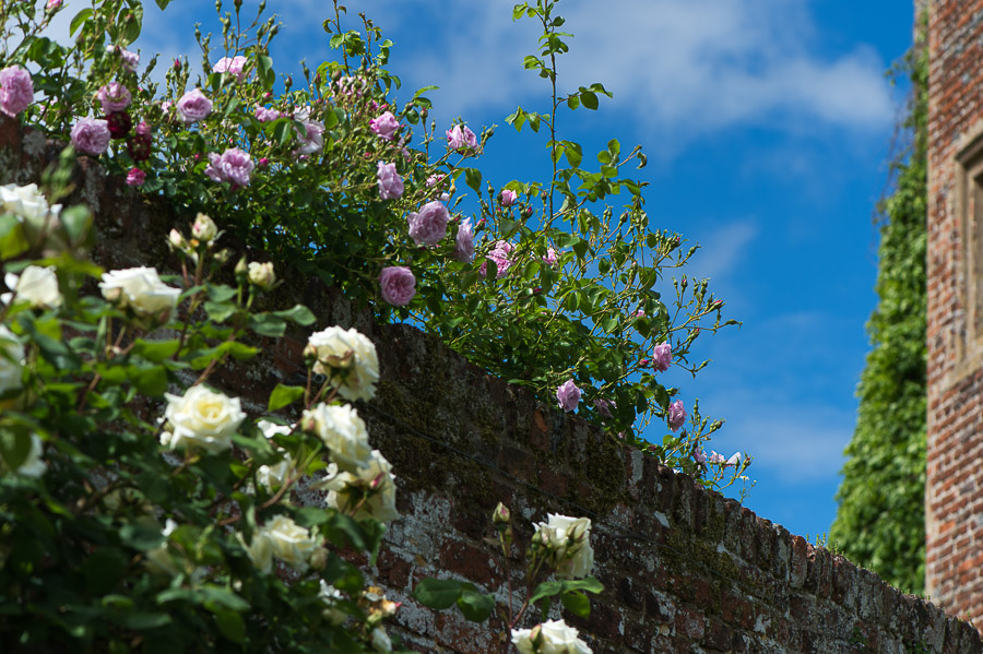 kenzaburo blumen 173