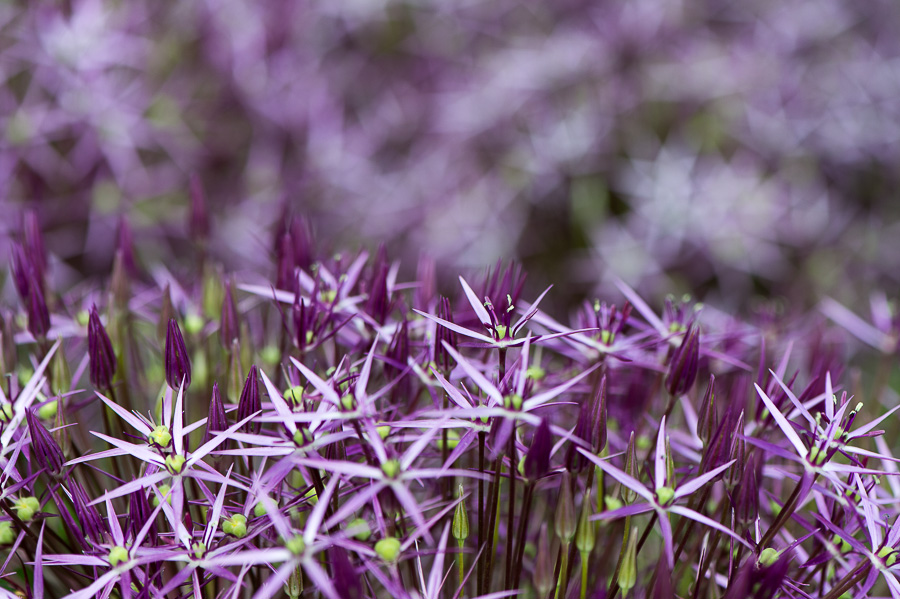 kenzaburo blumen 174