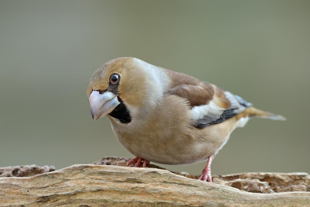 Kernbeisser
