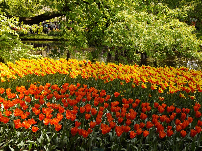 Keukenhof