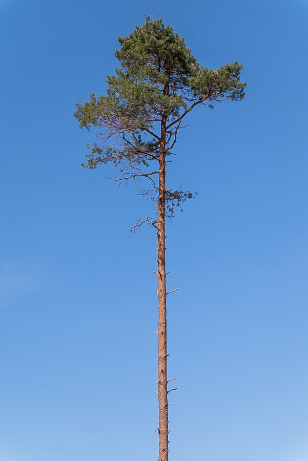 Kiefer (1 von 1).jpg