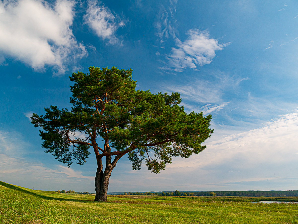 Kiefer im Nationalpark Unteres Odertal
