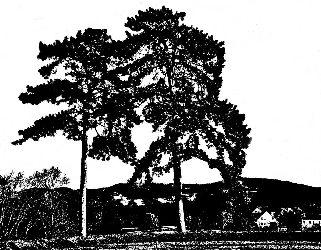 kiefern 03