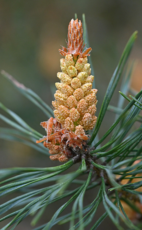 Kiefernpollen 2.jpg