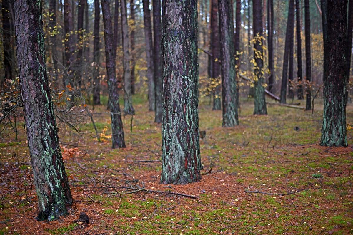 Kiefernwald 1.jpg
