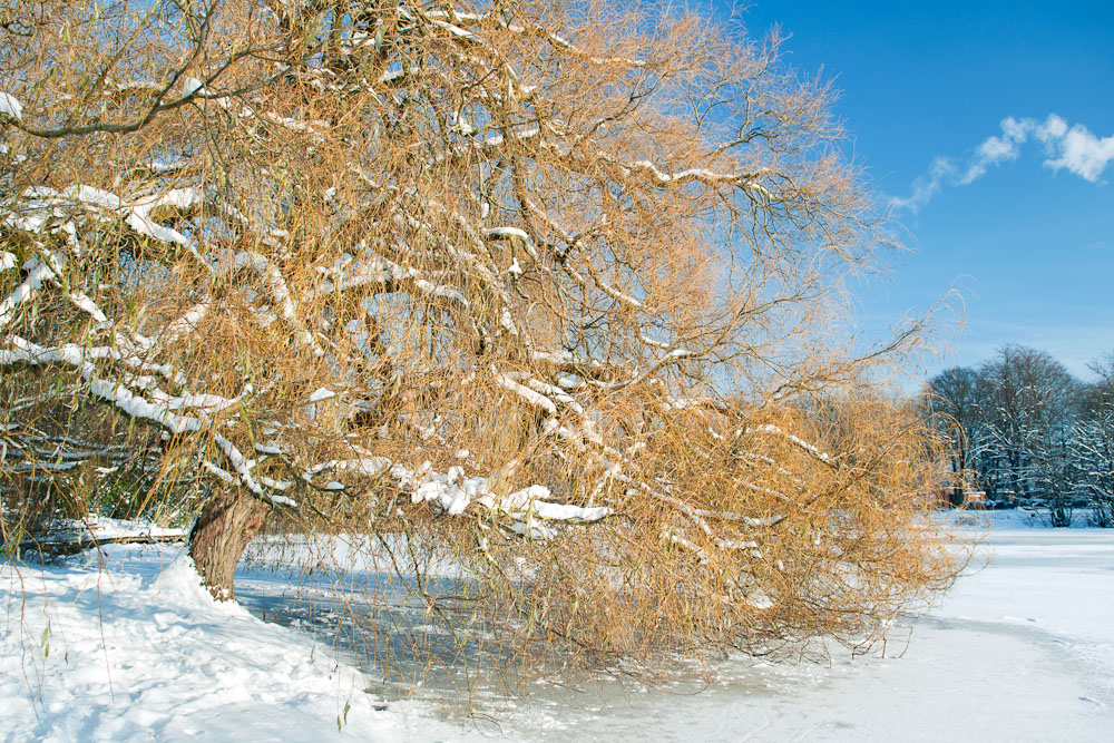 Kiel - Schrevenpark
4. Dezember 2010