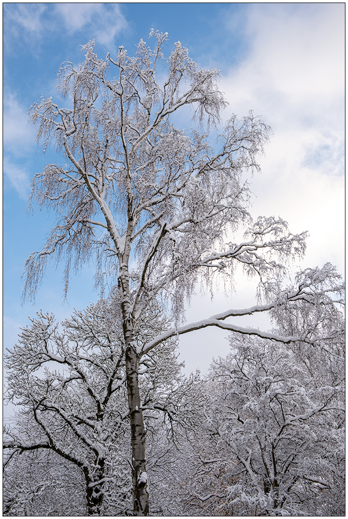 Kieler Schrevenpark im Dezember – Winterwunderland XIV