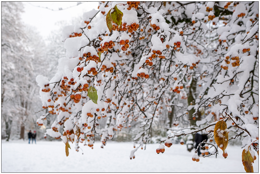 Kieler Schrevenpark im Dezember – Winterwunderland XV © 2023 Sabine Lommatzsch