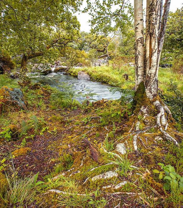 Killarney National Park - Birken an der Kirche kurz vor Ladies View