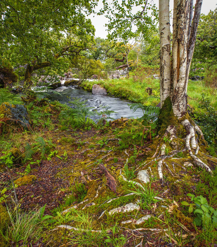 Killarney National Park - Birken an der Kirche unterhalb Ladies View
