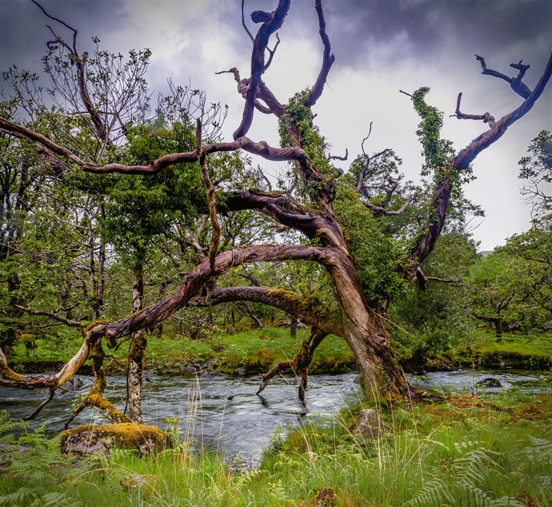 Killarney National Park - Tote Eiche