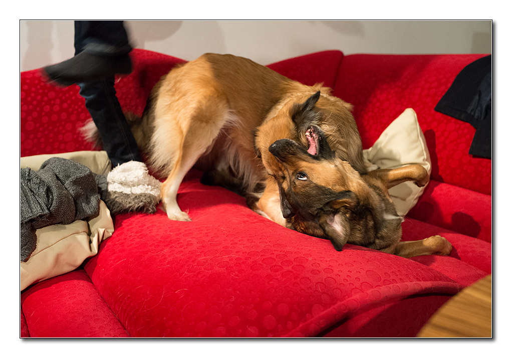 kind und hund2