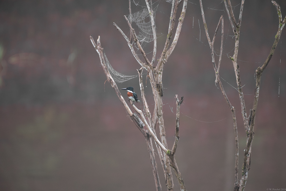 King Fisher, Costa Rica