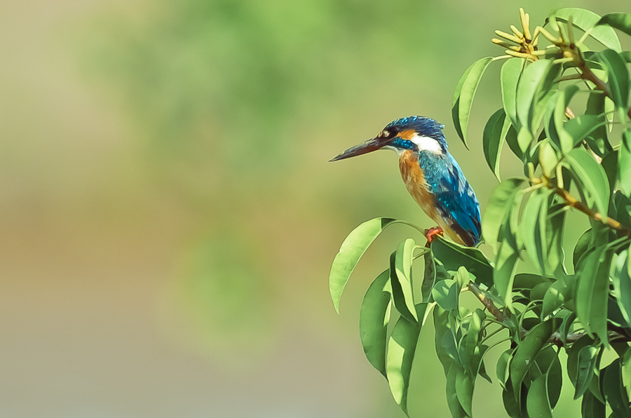 Kingfisher
Goa India 2011