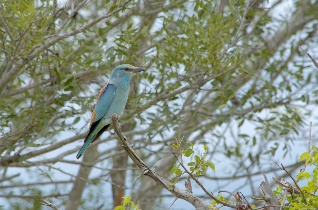 Kingfisher
