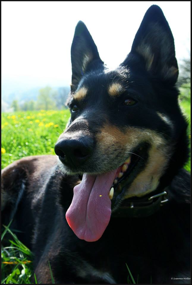 Kira Inu von Werra